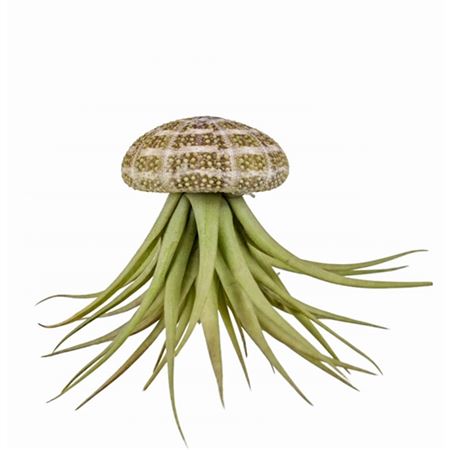 Tillandsia Schelp Large