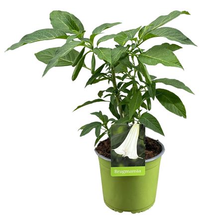 Brugmansia Busch White