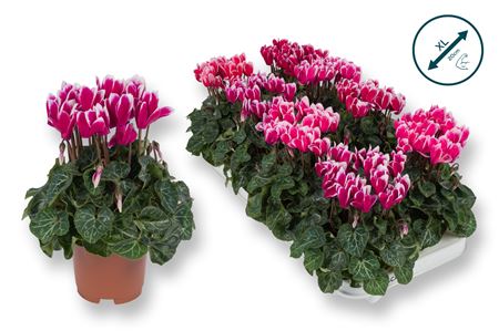 Cyclamen Fantasia Mix