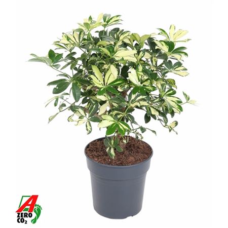 Schefflera Trinette