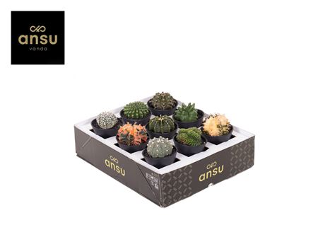 Special Cactus Mix In Sierpot (beurs)