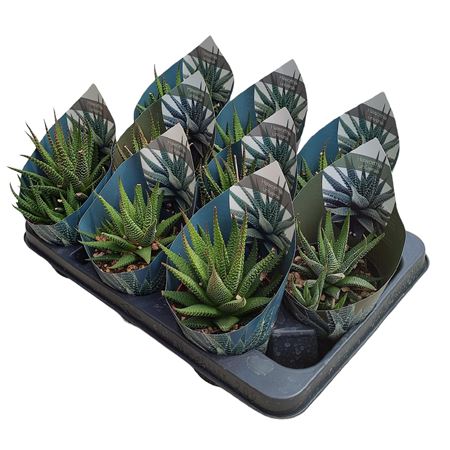 Haworthia Universe Potcover