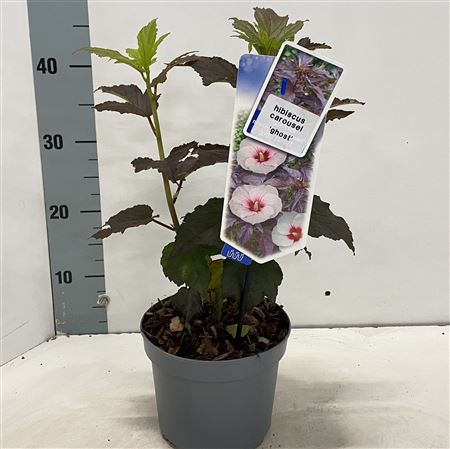 Hibiscus Carousel Ghost