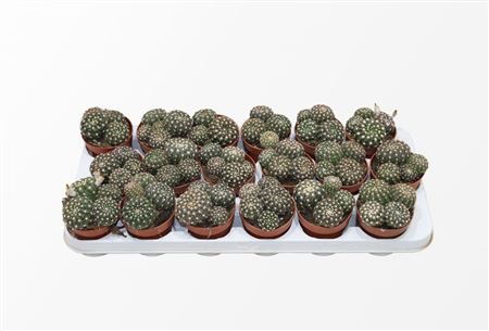 Notocactus Uebelmaniana (group)