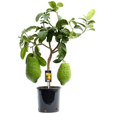 Citrus Maxima On Stem