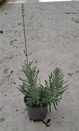 Lavandula An Vienco Purple