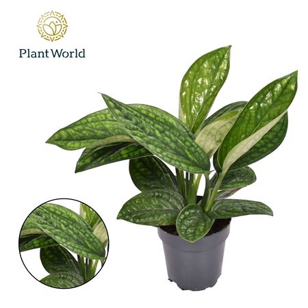 Epipremnum Pinnatum 'marble Planet'