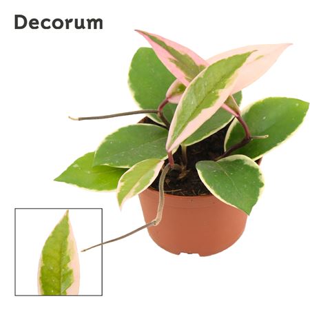Hoya Carnosa Flaminga Dream (decorum)
