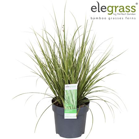 Carex Brunnea Variegata
