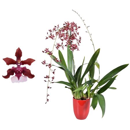 Oncidium 2st Cherry Baby Red Ceramic
