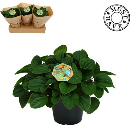 Peperomia Rana Verde Must Have