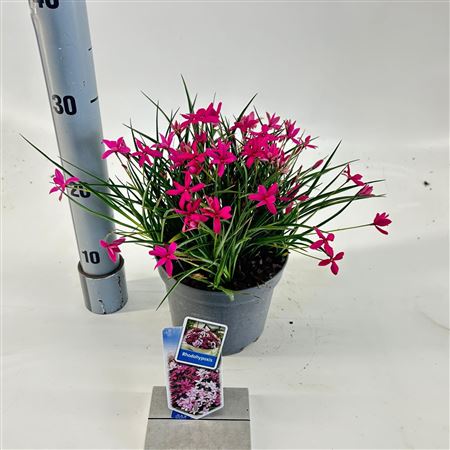Rhodoxis Red Allert