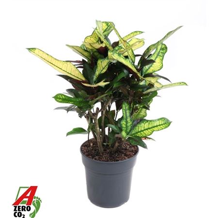 Codiaeum Wilma Vertakt