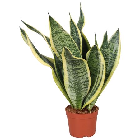 Sansevieria Futura Superba