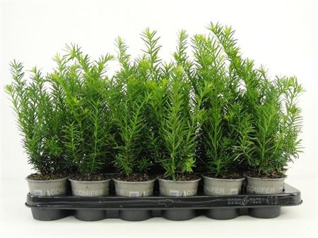 Taxus Media Densiformis
