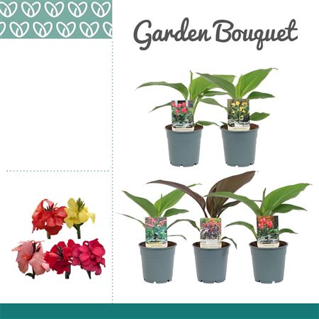 Canna Mix Without Flower