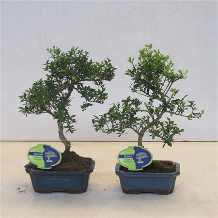 Ilex Crenata,  Small Leaf, Without Dr