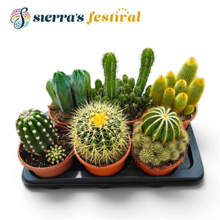 Festival® - Cactus Mix