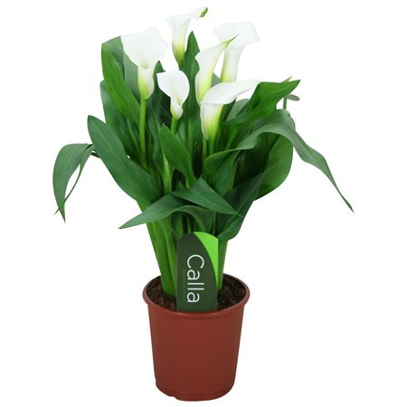 Zantedeschia Fresco White 4+