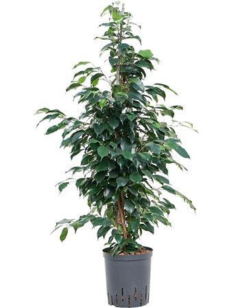 Ficus Be Danielle