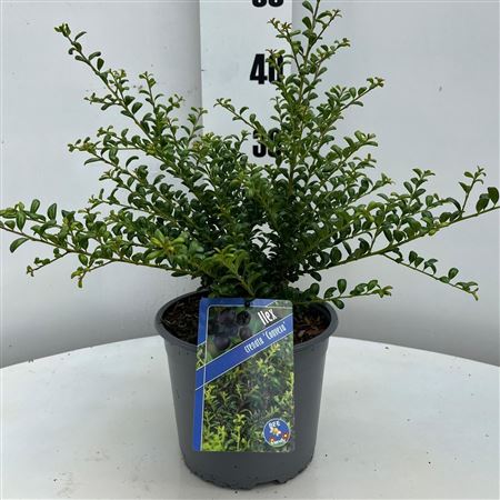 Ilex Cren Convexa