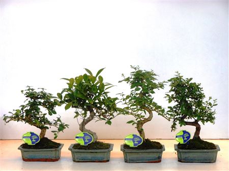 Bonsai Mix Without Drip Tray