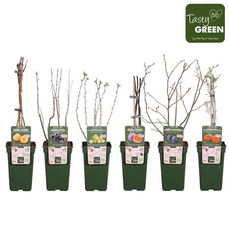 Fruit Mix Exclusive Bio