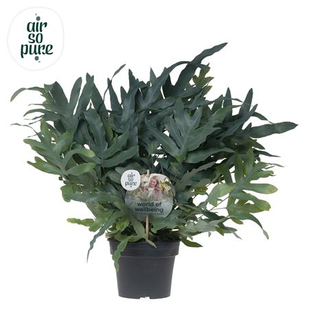 Phlebodium Blue Fern Air So Pure Disc