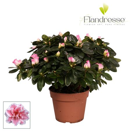 Azalea Bicolor Flandresse