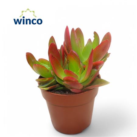 Crassula Capitella Campfire (red)