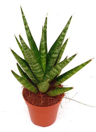 Sansevieria Tough Lady
