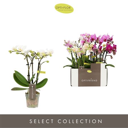 Phal 3st Mix 15+ (opti)