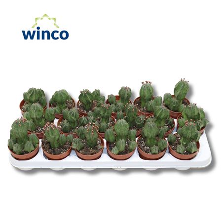 Euphorbia Polygona