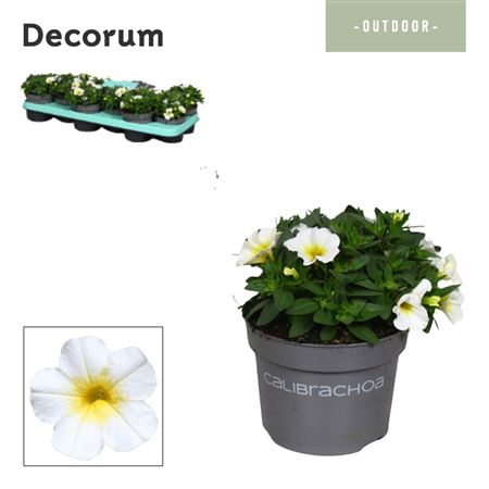Calibrachoa Bisquit (decorum)