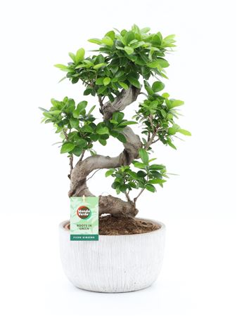 Ficus Ginseng S-type In Rustique Scale