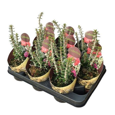 Alluaudia Procera Potcover