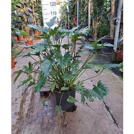 Philodendron Xanadu.