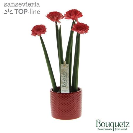 Sansevieria Top-line Bouquetz Red In Dots Keramiek