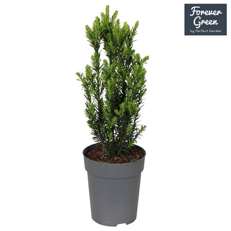 Taxus X Media Hillii