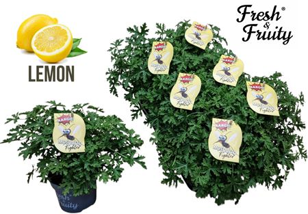Pelargonium Frag Mosquito Fighter (fresh&fruity)