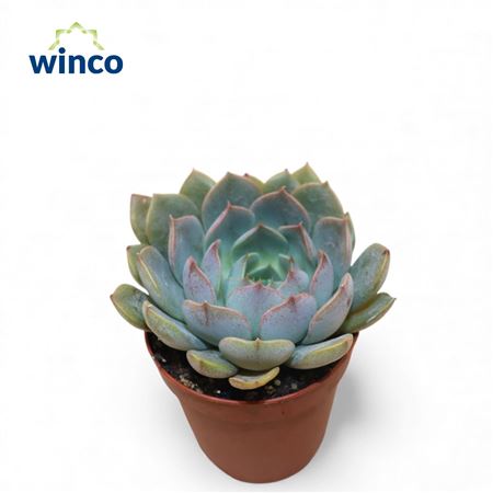 Echeveria Merriman