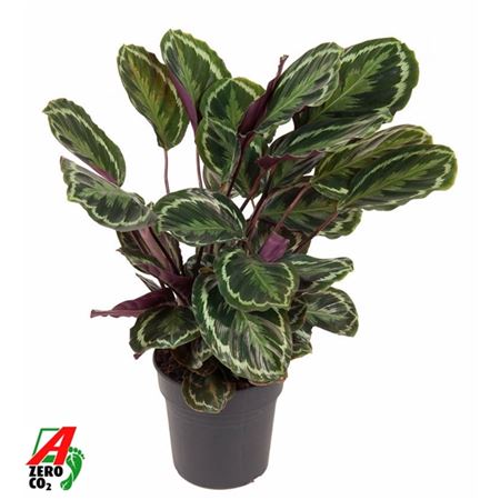 Calathea Medallion