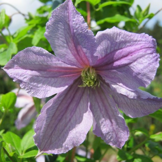 Клематис гибридный Эмилия Платер в тубе