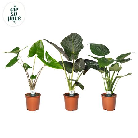 Alocasia Gem