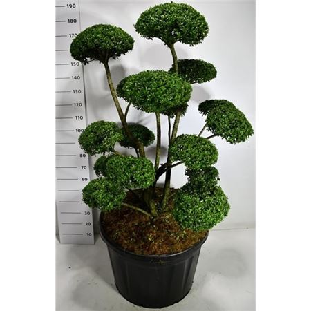 Ilex Mutchagara