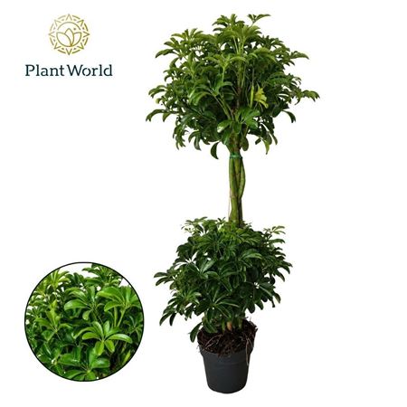 Schefflera Luseana Duo Bol