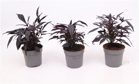 Ipomoea Batatas Purple Sweet Potato