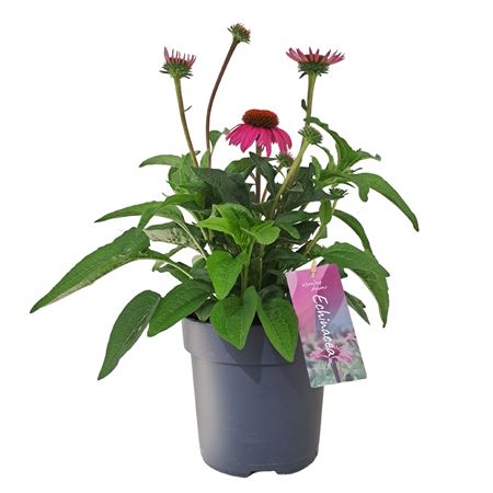 Echinacea Mooodz Courage