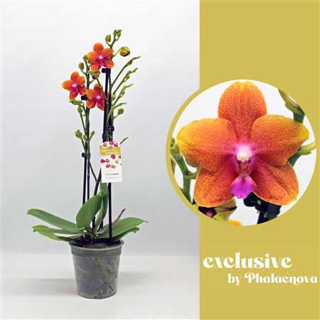 Phal 2st Bolgheri 18+ (phalaenova)