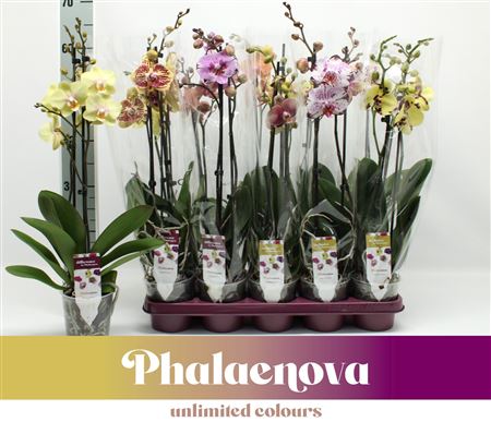 Phal 2st Taiwan Mix 16+ (phalaenova)